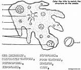 Protist Coloring Sheet Drawing Kingdom Biology Notebooks Getdrawings  sketch template
