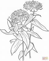 Zinnia Elegans coloring page  Free Printable Coloring Pages sketch template