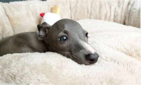 Italian Greyhound Colors: A Complete Guide