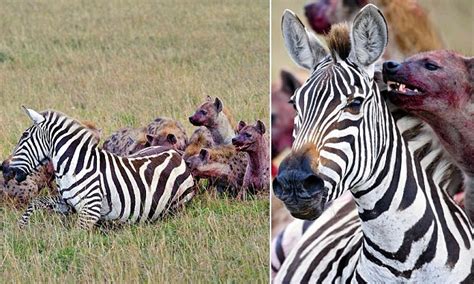 Nature at its most brutal: Tragic end for heavily pregnant zebra as it is eaten alive by a pack ...