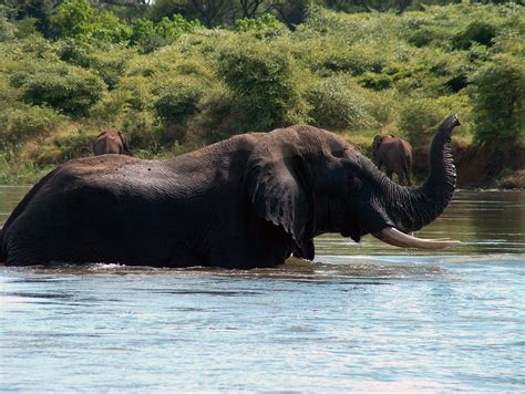 Elephant Zambia Zambezi · Free photo on Pixabay