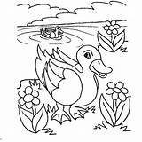 Pond Coloring Pages  Free Printable sketch template