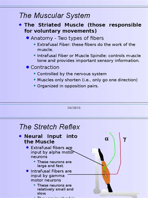 Stretch Reflex | Motor Neuron | Neurobiology