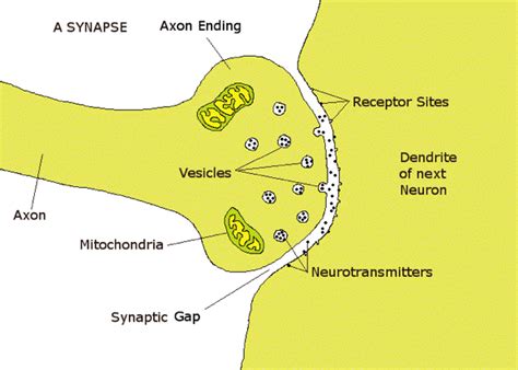 The Neuron