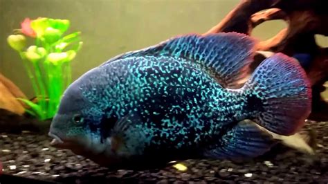 Vieja Zonatus - Large Cichlid - YouTube