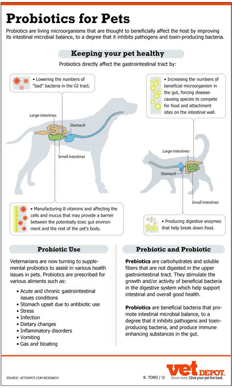 An In-Depth Look at Probiotics for Dogs & Cats | VetDepot.com