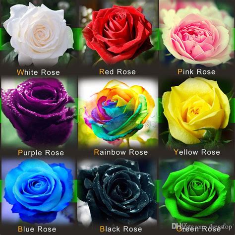 ROSE FLOWER 9 DIFFERENT COLOURS 5 SEEDS EACH (45 seeds) – Plantslive