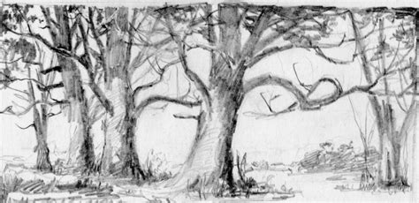 Forest Trees Drawing at PaintingValley.com | Explore collection of Forest Trees Drawing