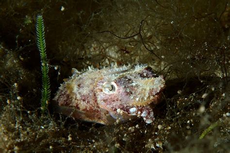 Not Awful UW Photos: common cuttlefish in species set