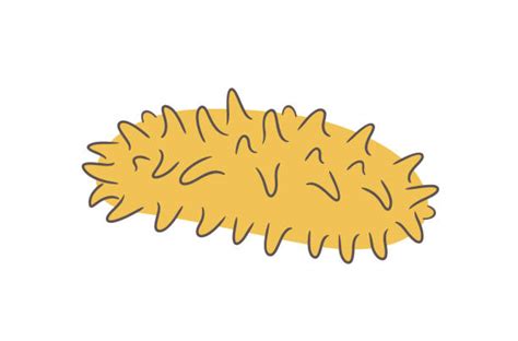 Sea Cucumber Illustrations, Royalty-Free Vector Graphics & Clip Art ...