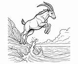 Daring Markhor coloring Page 60610478 Vector Art At Vecteezy sketch template