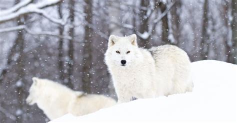 Tibetan Mastiff vs Wolf: Who Would Win? - IMP WORLD