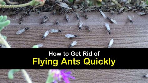 10+ Amazing Ways to Get Rid of Flying Ants Quickly | Flying ants, Get rid of flies, Flying ants ...