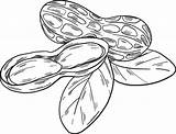 Peanuts coloring Page  Free Printable Coloring Pages sketch template