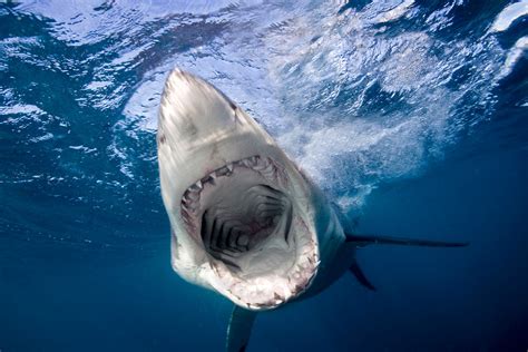 Shark attacks to be renamed 'negative encounters' & 'bites' to change deadly predators' image ...