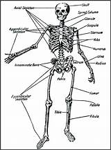 Skeletal System Coloring Pages  Learny Kids sketch template