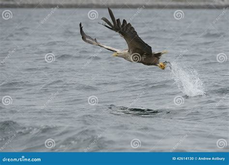 Eagle Catching Prey stock photo. Image of nature, carnivore - 42614130