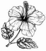 Hibiscus Coloring Pages  Free Printable For Kids sketch template