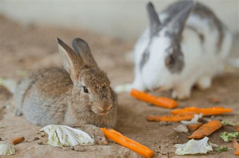 American Chinchilla Rabbit - Breed Info & Top Guide