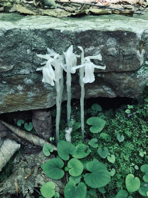 Indian Pipe, aka “Ghost Flower” : r/mildlyinteresting