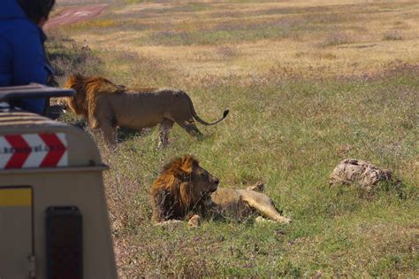 Souvenir Chronicles: AFRICA: NGORONGORO CRATER, Part 2 - Lions, Lunch ...