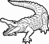 Baby Crocodile Coloring Pages At GetDrawings  Free Download sketch template