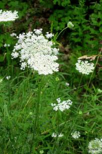 High Summer in Maine | Notes From the Hinterland