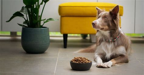 14 Best High Fiber Dog Food Brands 2023 | Puplore