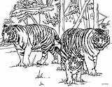 Tiger Coloring Pages At GetDrawings  Free Download sketch template