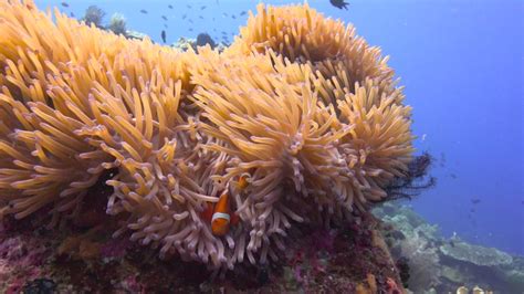 Symbiosis of Clownfish and Anemones. Stock Footage Video (100% Royalty ...