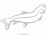 Lake Trout Coloring Page  Pages For Kids sketch template