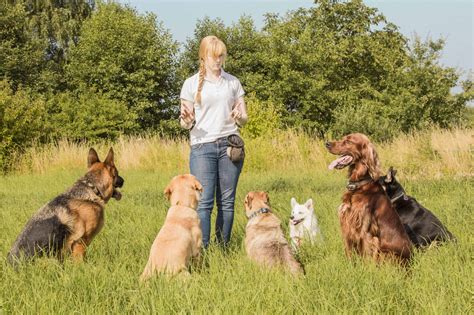 How Much Do Dog Trainers Make? - The Academy of Pet Careers