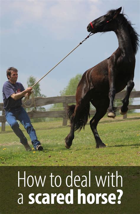 My horse gets scared all the time. What should I do? - Radek Libal