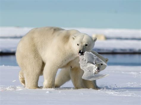 Catch of the Day Photograph by Yoh Fong Chan. Picture of a polar bear and cub with prey in ...