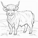 15 Highland Cow Coloring Book Pages For Kids And Adults  sketch template