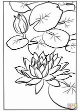Water Lily By Kawarazaki Shodo coloring Page  Free Printable Coloring sketch template