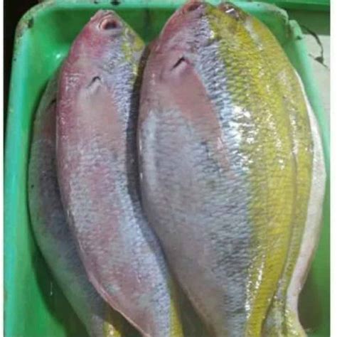 ikan ekor kuning 1kg – Pasar Segar