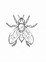 Fly Coloring Pages For Kids Sketch Page sketch template