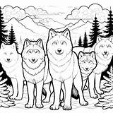 Wolf Coloring Pages 30  Gem sketch template
