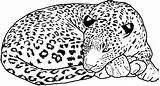 Free Printable Cheetah Coloring Pages For Kids sketch template