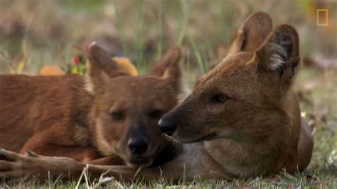 Dholes are endangered wild dogs whose survival depends entirely on ...