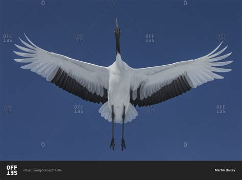 Japanese red-crowned crane flying from below stock photo - OFFSET