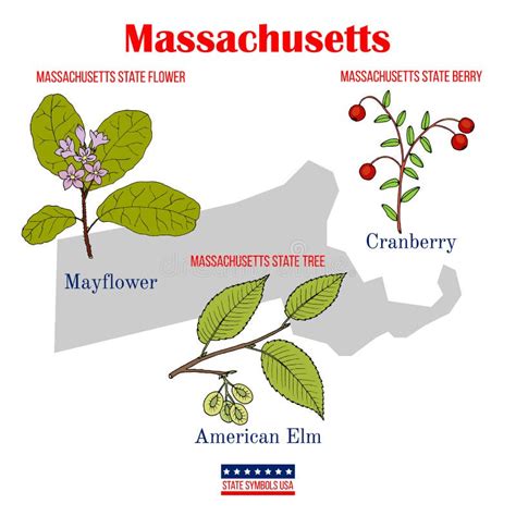 Massachusetts. Set of USA Official State Symbols Stock Vector ...