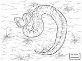 Eastern Diamondback Rattlesnake Coloring Page Pages sketch template