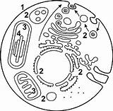 Eukaryotic Cell Model Page Coloring Pages Sketch sketch template