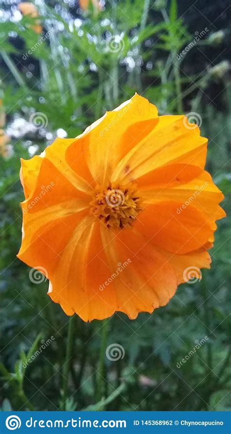 Kenikir flower asian stock photo. Image of vegetable - 145368962