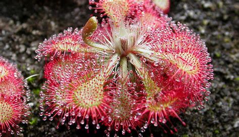 The 9 types of carnivorous plants (photos and characteristics ...