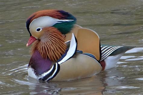 Rare Mandarin Duck Makes A Splash In Central Park – CBS New York