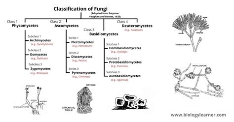 Classification of Fungi