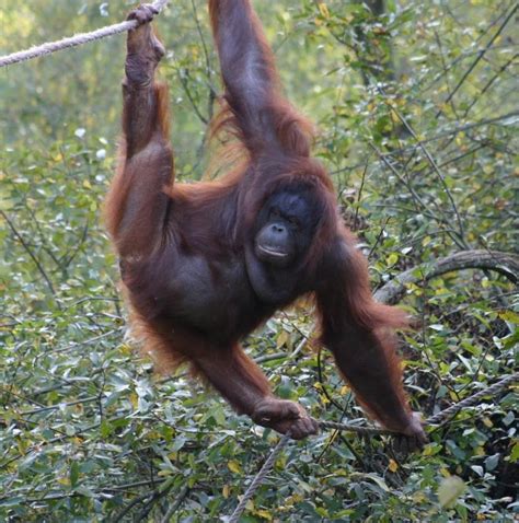 Animals Plants Rainforest: Borneo and sumatran orangutan facts